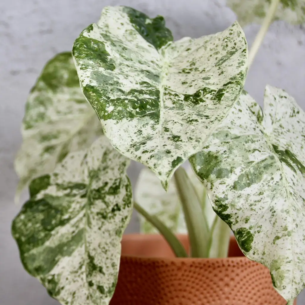Alocasia Macrorhiza Splash