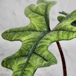 Alocasia Jacklyn