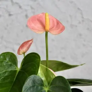 Anthurium Andraeanum Joli pink baby