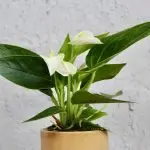 Anthurium Andraeanum Joli white baby