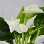 Anthurium Andraeanum Joli white baby