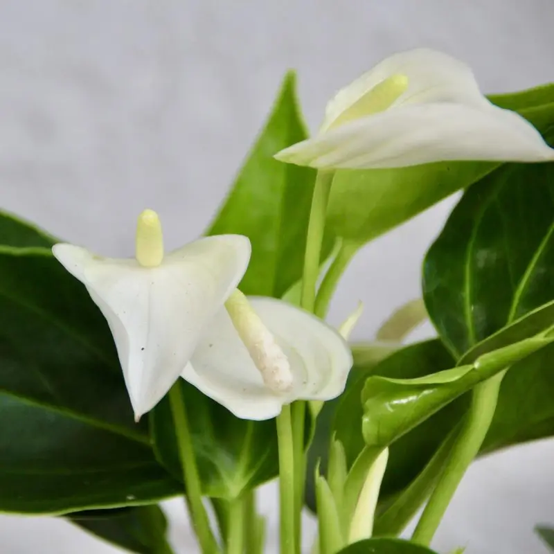 Anthurium Andraeanum Joli white baby