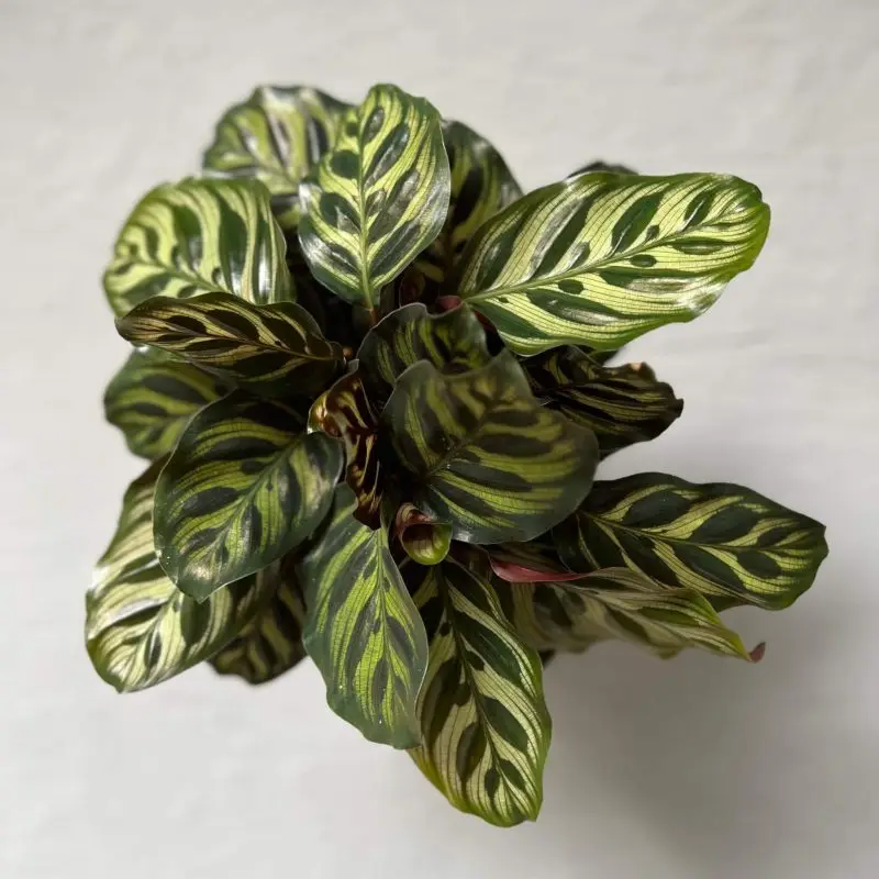 Calathea makoyana