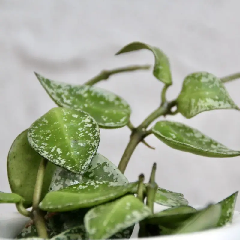 Hoya Mathilde splash baby