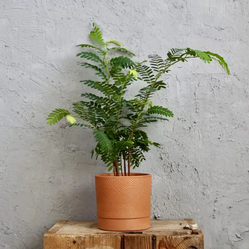 Tamarindus indica