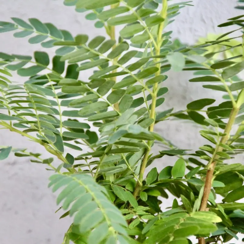 Tamarindus indica
