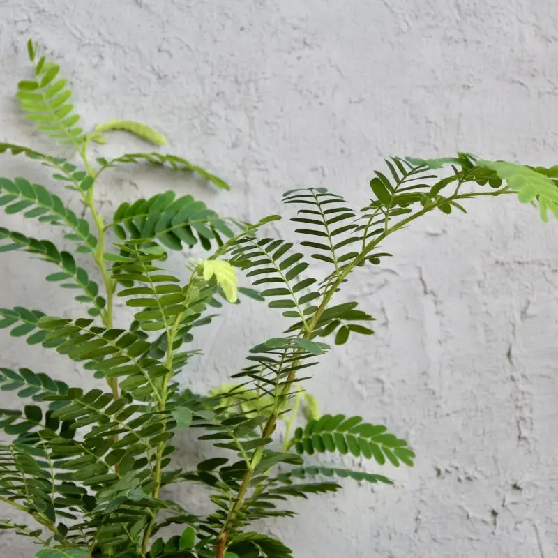 Tamarindus indica