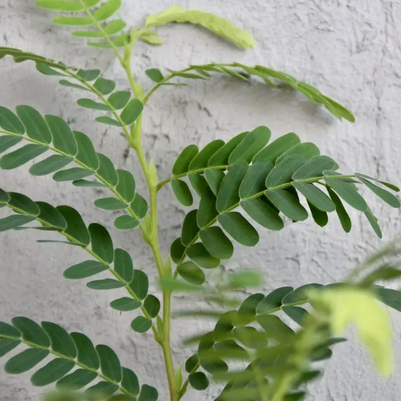 Tamarindus indica