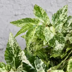 Pellionia repens variegata