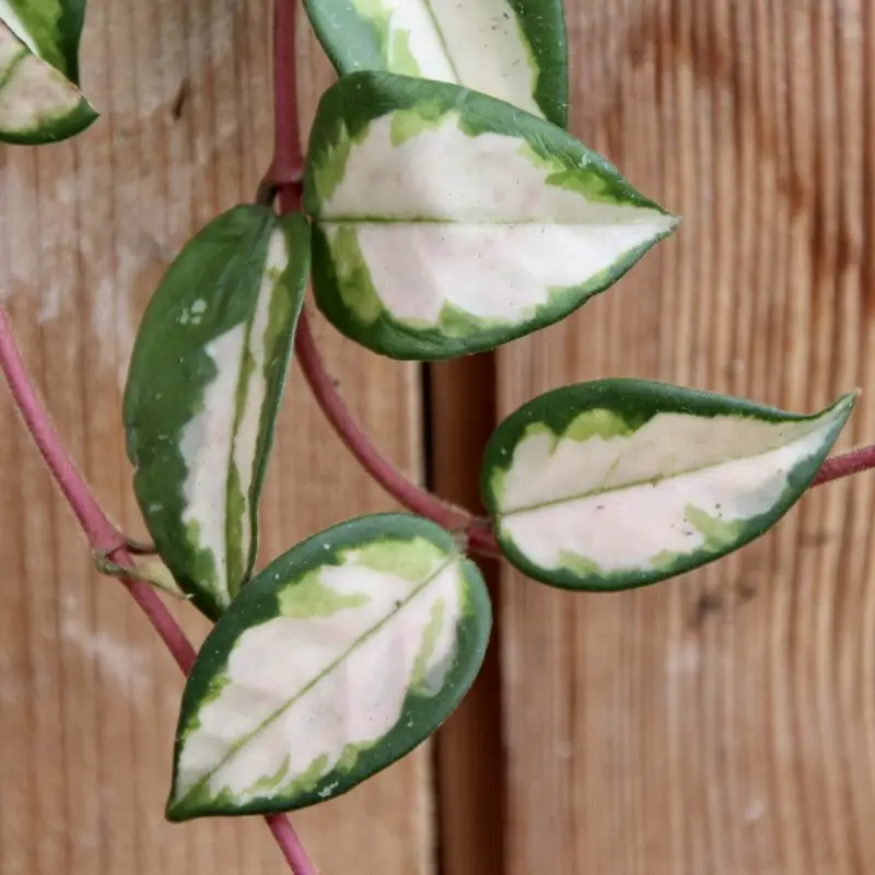 Hoya carnosa Tricolor