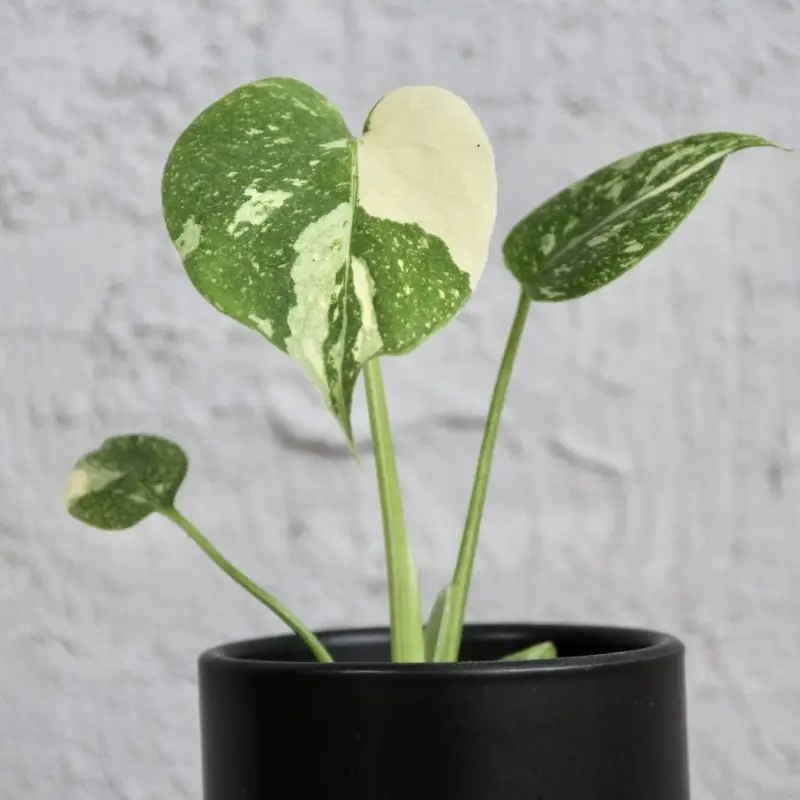 Monstera Thai Constellation baby