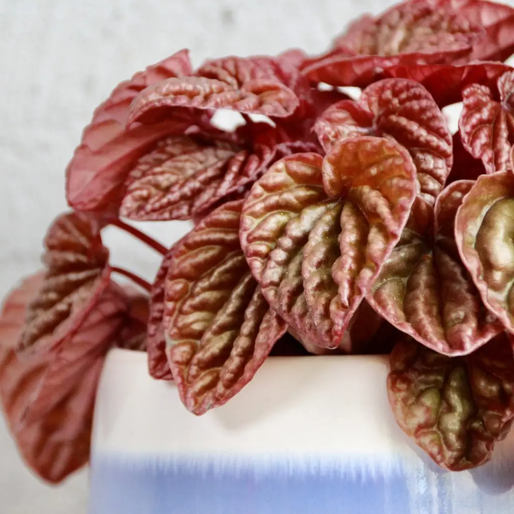 Peperomia caperata Quito