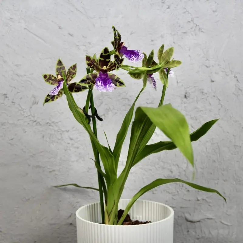 Orchidej Zygopetalum mackayi