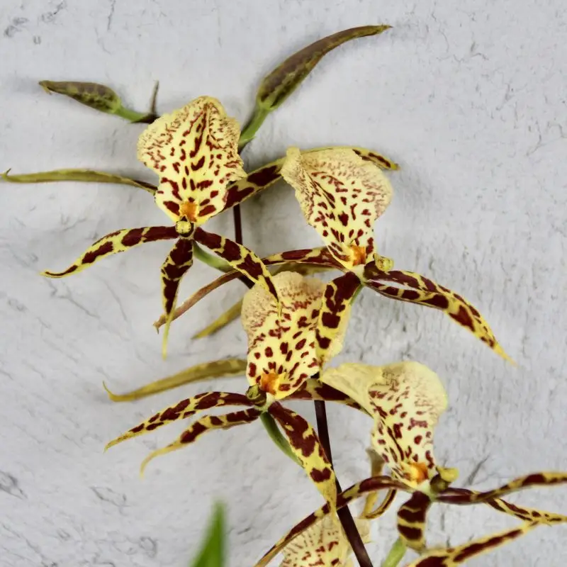 Orchidej Miltassia Mystic
