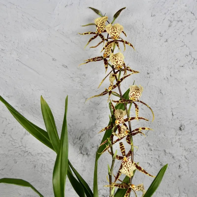 Orchidej Miltassia Mystic