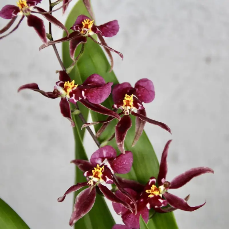 Orchidej Oncidium Purple Holm