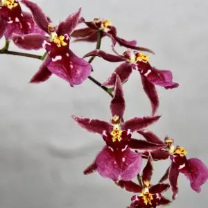 Orchidej Oncidium Purple Holm
