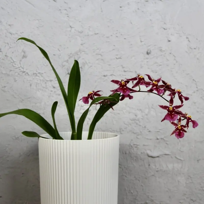 Orchidej Oncidium Purple Holm