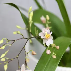 Orchidej Oncidium Twinkle Fragrant Fantasy