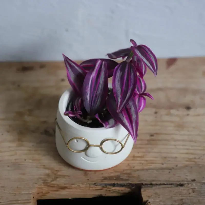 Tradescantia Pink Paradise baby
