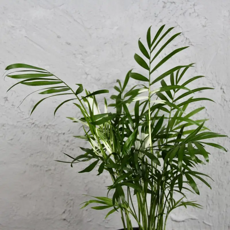 Chamaedorea Elegans variegata