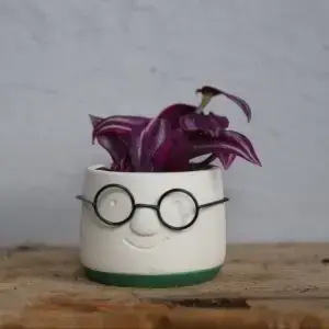 Tradescantia Pink Paradise baby