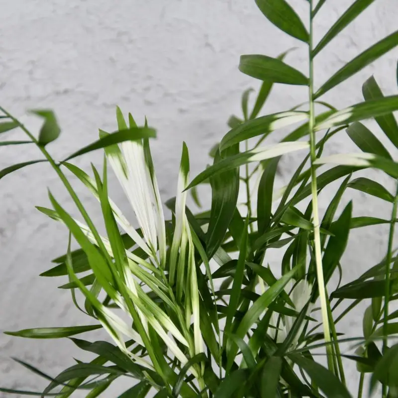 Chamaedorea Elegans variegata