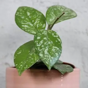Hoya carnosa Freckles Splash