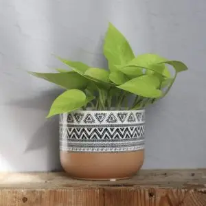 Epipremnum Pothos neon