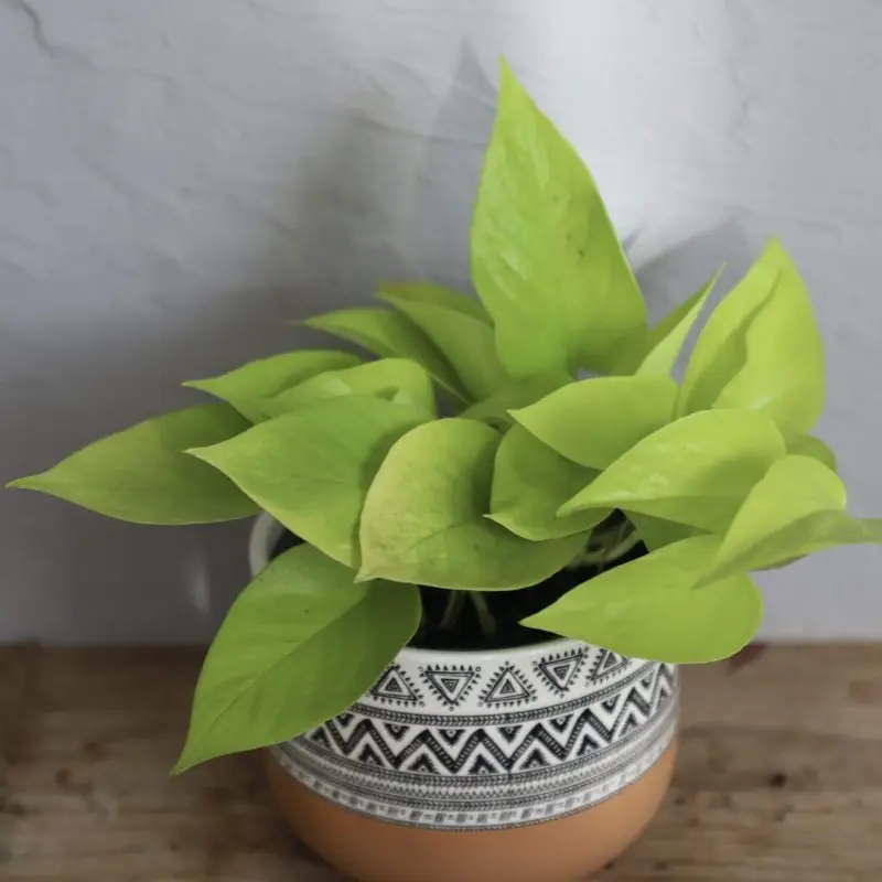 Epipremnum Pothos neon
