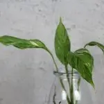 Spathiphyllum wallisii diamond variegata řízek