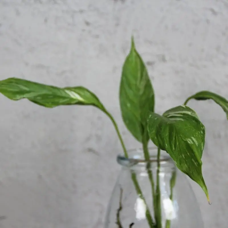Spathiphyllum wallisii diamond variegata řízek