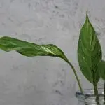 Spathiphyllum wallisii diamond variegata řízek