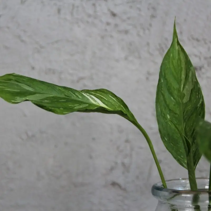 Spathiphyllum wallisii diamond variegata řízek