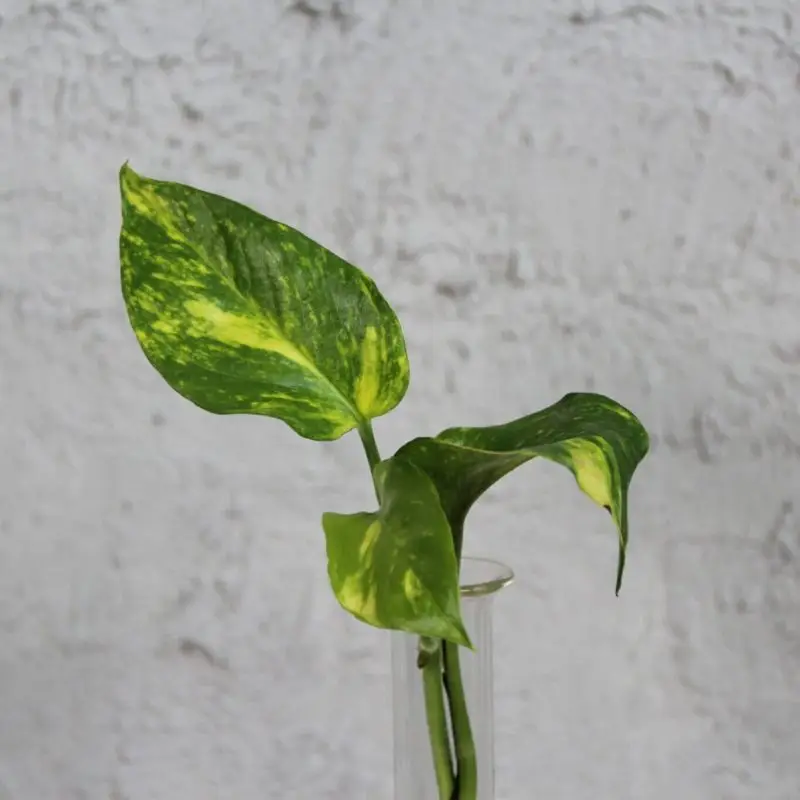 Epipremnum N-joy Gold řízek