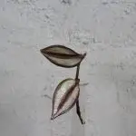 Tradescantia Zebra řízek