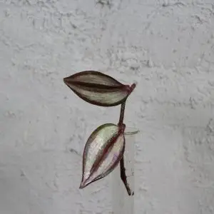 Tradescantia Zebra řízek
