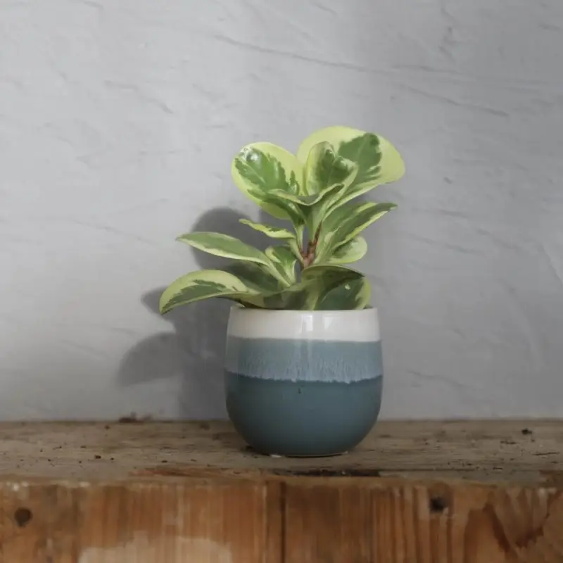Peperomia Obtusifolia Variegata baby