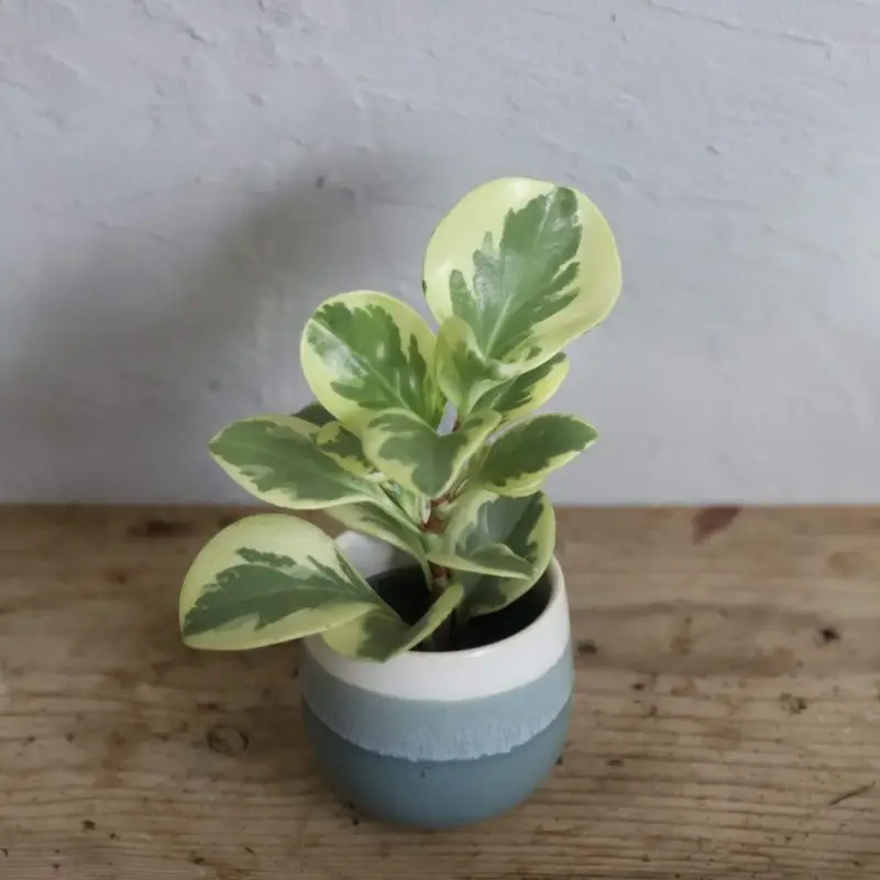 Peperomia Obtusifolia Variegata baby