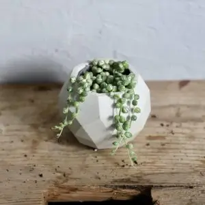 Senecio starček Rowleyanus variegata baby