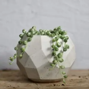 Senecio starček Rowleyanus variegata baby