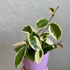 Hoya voskovka carnosa krimson queen