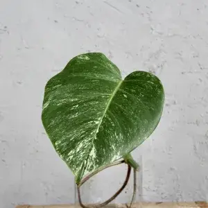 monstera-albo-variegata-rizek-rostlinkovo