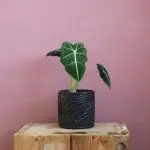Alocasia Frydek