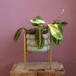 Maranta Leuconeura Fascinator