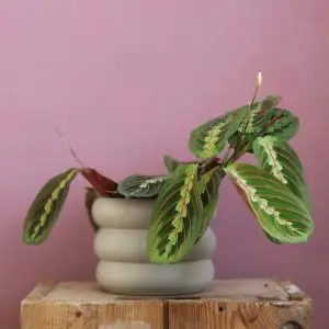 Maranta Leuconeura Fascinator
