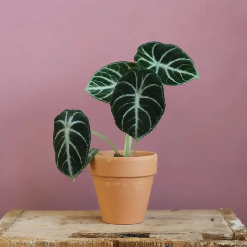 Alocasia Ninja baby