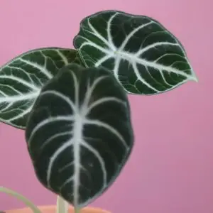Alocasia Ninja baby
