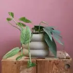Epipremnum Pothos pinnatum cebu blue
