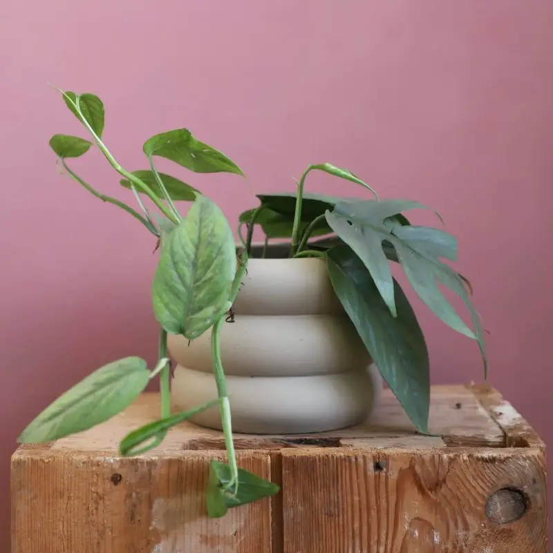 Epipremnum Pothos pinnatum cebu blue